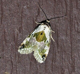 <i>Maliattha</i> Genus of moths