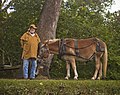 Mule and Master for the Canal Boat at Johnston Farm & Indian Agency.jpg