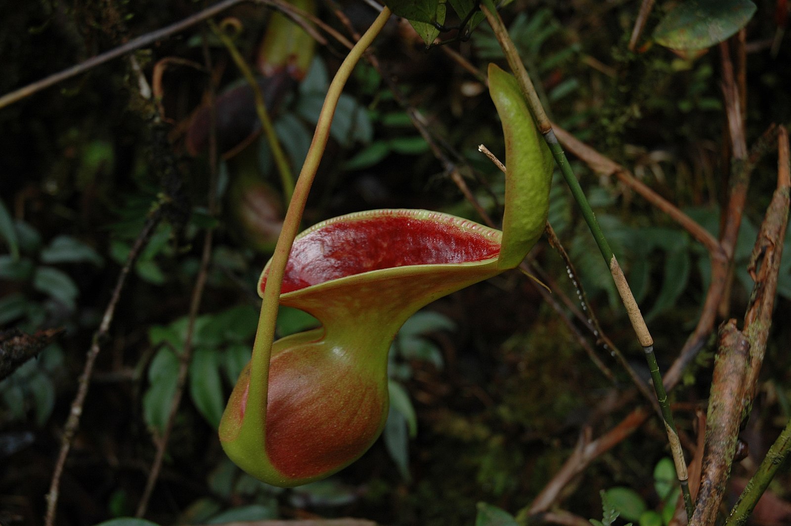 Insanely Weird Plants