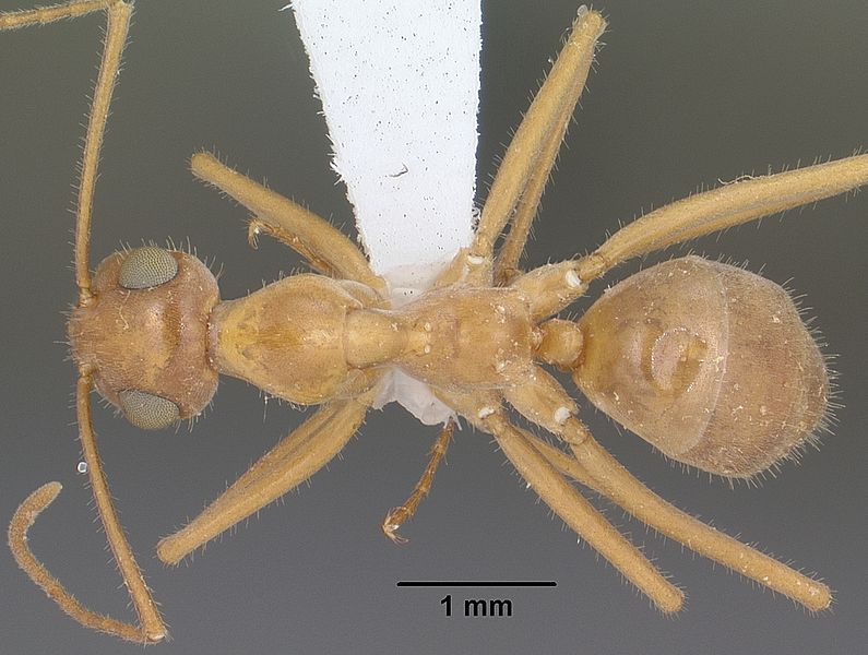 File:Myrmecocystus mexicanus casent0102814 dorsal 1.jpg