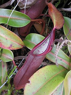 <i>Nepenthes sanguinea</i> species of plant