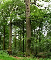 Oak, called "Schöner Peter" u.  2 beeches