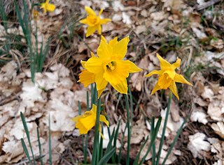 <i>Narcissus alcaracensis</i> Species of daffodil