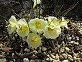 Narcissus romieuxii ssp. romieuxii var. mesatlanticus