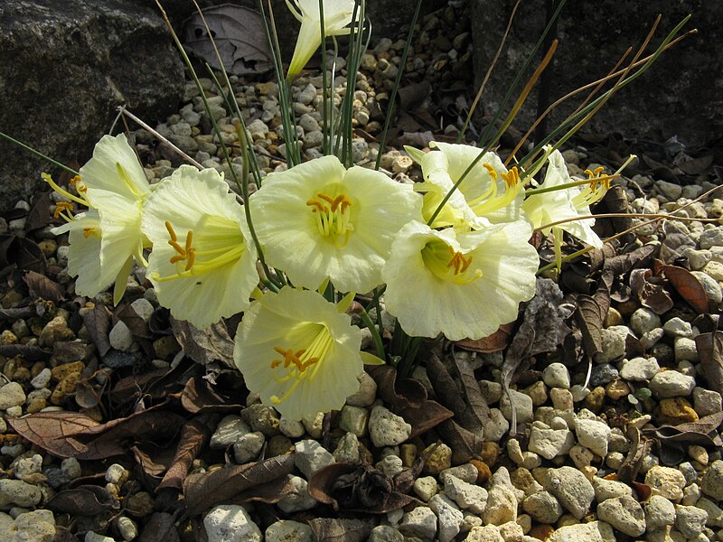 File:Narcissus romieuxii ssp romieuxii var mesatlanticus2.jpg