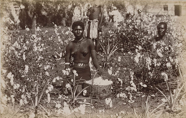 Natal cotton field (c. 1885).