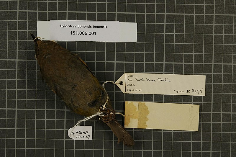 File:Naturalis Biodiversity Center - RMNH.AVES.130027 2 - Hylocitrea bonensis bonensis (Meyer & Wiglesworth, 1894) - Pachycephalidae - bird skin specimen.jpeg