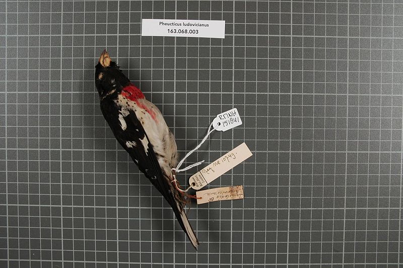 File:Naturalis Biodiversity Center - RMNH.AVES.151841 1 - Pheucticus ludovicianus (Linnaeus, 1776) - Emberizidae - bird skin specimen.jpeg