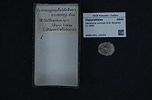 Naturalis биоалуантүрлілік орталығы - RMNH.MOL.134343 - Hemitoma cumingii Sowerby, 1863 - Fissurellidae - Mollusc shell.jpeg