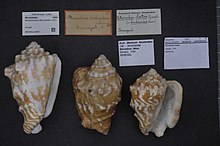 Naturalis bioxilma-xillik markazi - ZMA.MOLL.46097 - Persististrombus latus (Gmelin, 1791) - Strombidae - Mollusc shell.jpeg