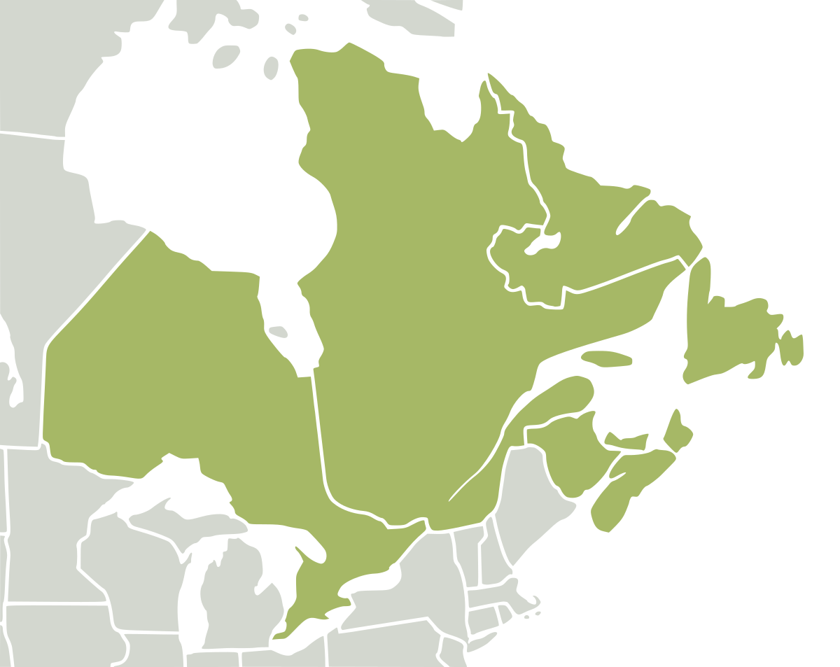 Eastern canada. Восточная Канада. Канада Википедия. Nearctic Region.