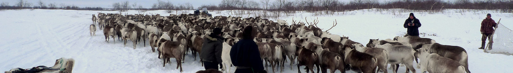Nenetsia banner Naryan-Mar reindeers.jpg