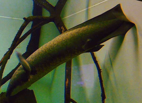 A Queensland lungfish in the Frankfurt Zoological Garden