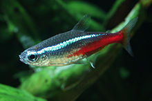 The Neon Tetra - a fish that changed the world 