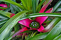 Neoregelia Cultivar 'Lavender'