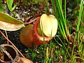 Nepenthes ventricosa