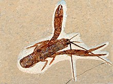 Nephropidae - Homarus hakelensis-001.JPG