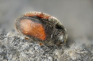 <i>Nephus redtenbacheri</i> species of insect