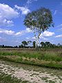 Netherlands Grote Peel birch.jpg