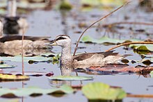 Female with dark eye-stripe, nominate population (Thailand) Nettapus coromandelianus female - Bueng Boraphet.jpg