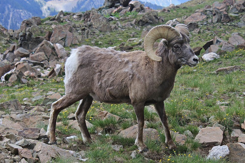 A Bighorn sheep gets as old as 24 years