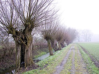 Lower Rhine