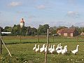 dto. with domesticated geese / mit Hausgänsen