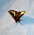 Noctuidae. Plusinae. T.intermixta or T. orichalcea - Flickr - gailhampshire.jpg
