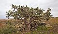 Een grote cactus in het noorden van Fuerteventura.