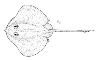 <span class="mw-page-title-main">Smooth deep-sea skate</span> Species of cartilaginous fish