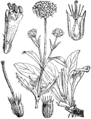 Modri gríntovec Scabiosa succisa. [sic!]. Illustration #444 in Martin Cilenšek Naše škodljive rastline, Celovec (1892)