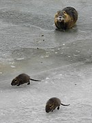 Sur une rivière gelée, en Allemagne