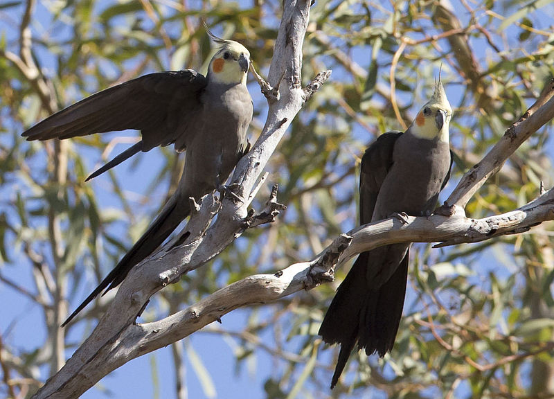 File:Nymphicus hollandicus Karratha 16.jpg