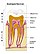 Odontiki anatomia.jpg