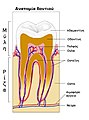 Ανατομία πολύριζου δοντιού.