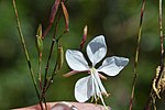 Oenothera lindheimeri