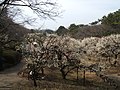 大倉山公園 (横浜市)のサムネイル