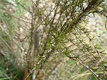 Olearia-bullata.jpg