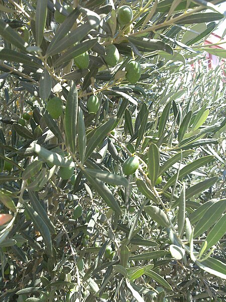 File:Olive tree - Kuşadası - panoramio.jpg