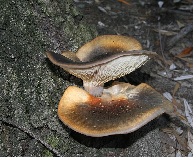 File:Omphalotus nidiformis-darker.JPG