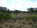 Kilimanjaro Safaris