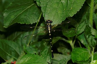 Onychogomphus nilgiriensis female