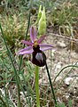 Ophrys × flavicans