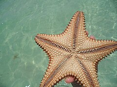 File:Oral Surface of Oreaster Reticulatus Red Cushion Sea Star West Indian Sea Star in Shallow Water Along the South Shore of Grand Bahama Island The Lucayan National Park of the Bahamas.jpg (Category:Echinoderms of the Bahamas)