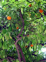 Orange Tree.jpg