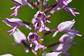 Helmknabenkraut (Orchis militaris) Blütendetail