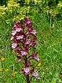 Orchis pourpre sauvage (Orchis purpurea), Hérault, 122446.jpg