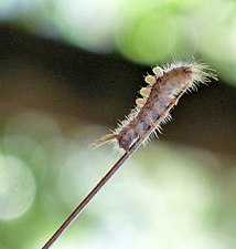 Orgyia sp. (Tussock moths)