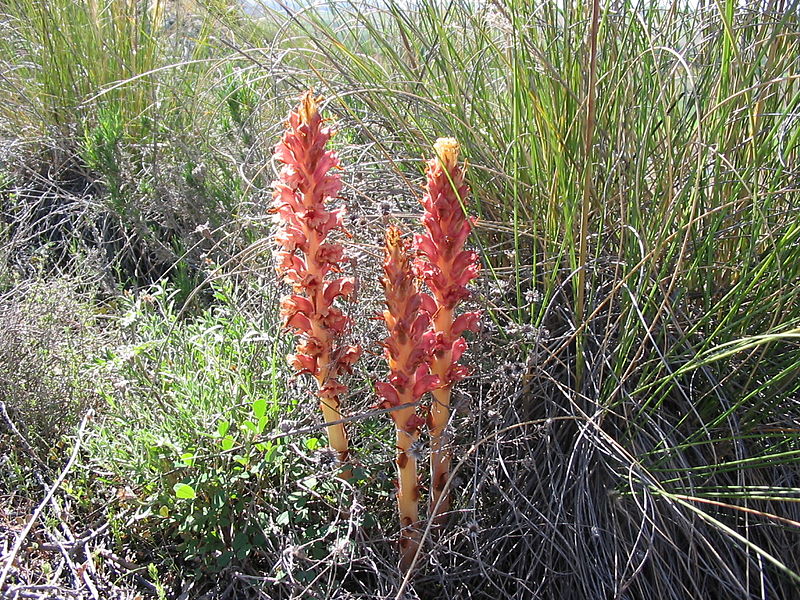 File:Orobanche rapum-genistae1.jpg