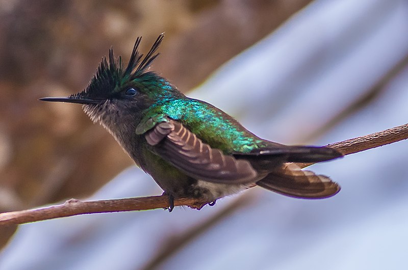 File:Orthorhyncus cristatus male guadeloupe crop 2010-04-05 2.jpg